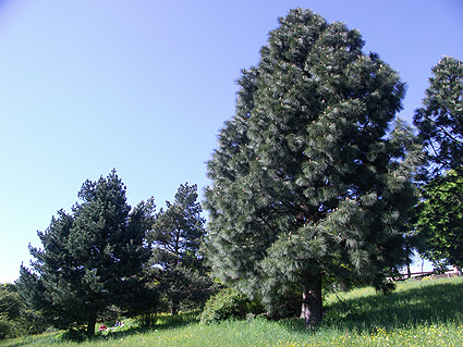 Arboretum_-_Foehre foehre.jpg