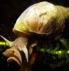 wasserschnecke wasserschnecke.jpg