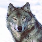 wolf.jpg